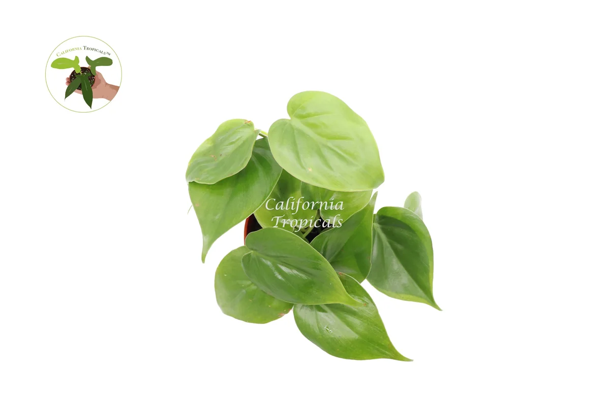 Philodendron Cordatum Live Plant – 4 inch Potted Houseplant – Indoor Vining Plant - Image 2
