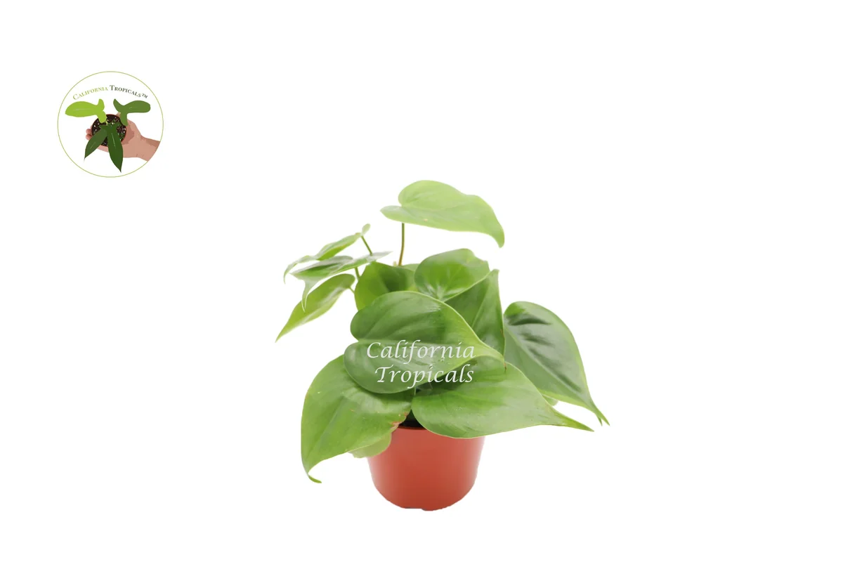 Philodendron Cordatum Live Plant – 4 inch Potted Houseplant – Indoor Vining Plant - Image 1