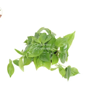 Philodendron Cordatum Live Plant – 6 inch Pot – Indoor Vining Houseplant - Image 2