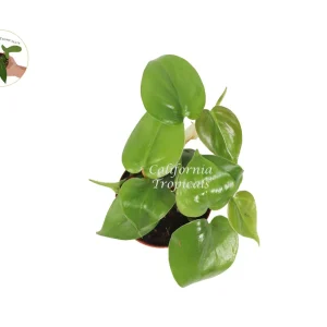 Philodendron Cordatum Live Plant – Heartleaf Philodendron – 2 inch Pot – Indoor Houseplant - Image 2