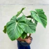 Philodendron Dean McDowell Starter Plant - Rare Indoor Live Plant - Image 1