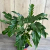 Philodendron Deja Vu Live Plant – 6 inch Pot – Indoor Houseplant - Image 1