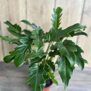Philodendron Deja Vu Live Plant – 6 inch Pot – Indoor Houseplant - Image 2