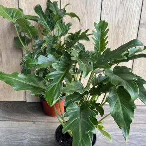 Philodendron Deja Vu Live Plant – 6 inch Pot – Indoor Houseplant - Image 6