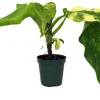 Philodendron Domesticum Variegated Live Plant - 4" Pot - Indoor Houseplant - Image 1