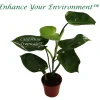 Philodendron Emerald Green Live Plant – 4 inch Pot – Indoor Houseplant - Image 1