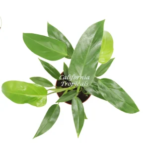 Philodendron Emerald Green Live Plant – 6 inch Pot – Indoor Houseplant - Image 2