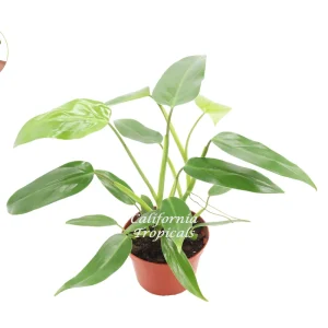 Philodendron Emerald Green Live Plant – 6 inch Pot – Indoor Houseplant - Image 1