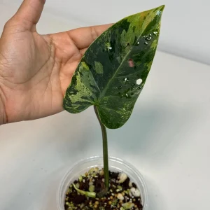 Philodendron Emerald Queen Variegated Live Plant - Tropical Houseplant - Image 2