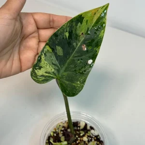 Philodendron Emerald Queen Variegated Live Plant - Tropical Houseplant - Image 1