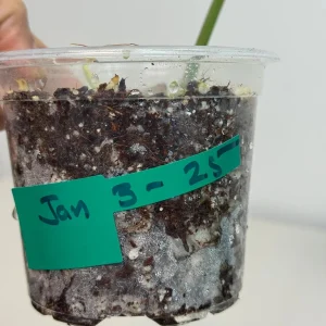 Philodendron Emerald Queen Variegated Live Plant - Tropical Houseplant - Image 6