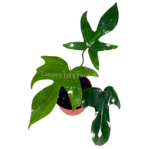 Philodendron Florida Beauty Red Stem Live Plant – 4 inch Pot – Indoor Foliage - Image 2