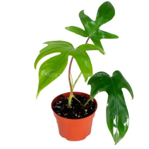 Philodendron Florida Beauty Red Stem Live Plant – 4 inch Pot – Indoor Foliage - Image 1