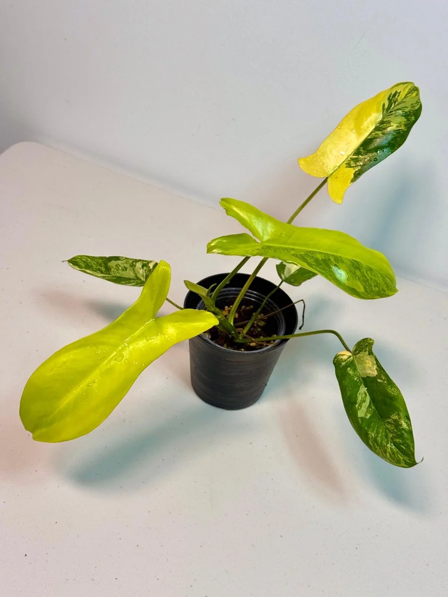 Philodendron Florida Beauty x Paraiso Verde Live Plant – Rare Variegated Indoor Plant - Image 2