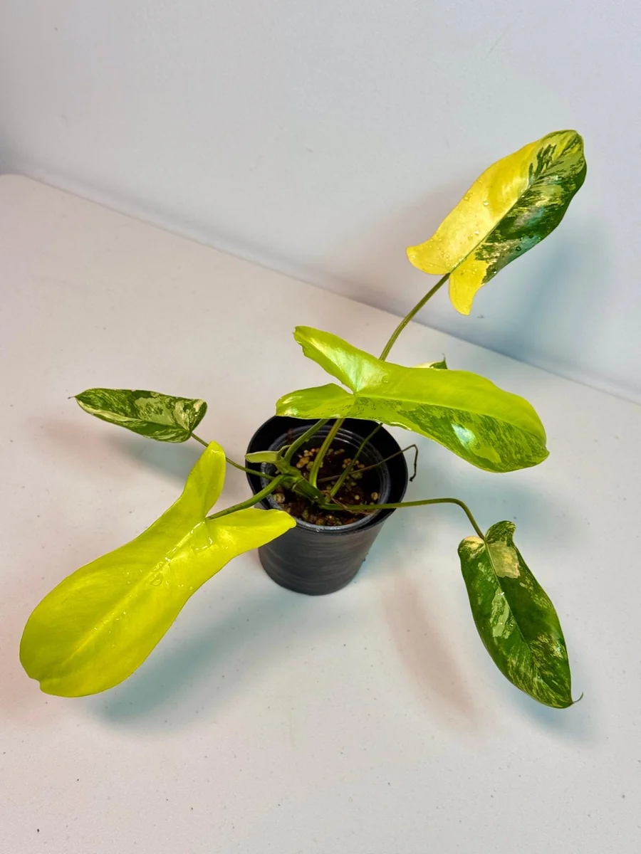 Philodendron Florida Beauty x Paraiso Verde Live Plant – Rare Variegated Indoor Plant - Image 3