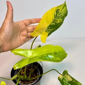 Philodendron Florida Beauty x Paraiso Verde Live Plant – Rare Variegated Indoor Plant - Image 4