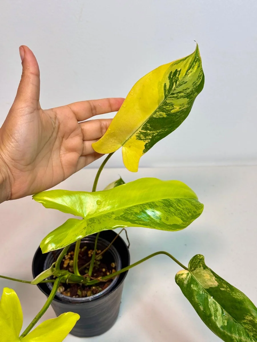 Philodendron Florida Beauty x Paraiso Verde Live Plant – Rare Variegated Indoor Plant - Image 4