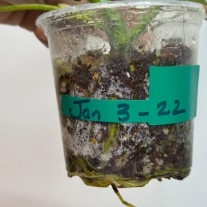 Philodendron Florida Beauty x Paraiso Verde Live Plant – Rare Variegated Indoor Plant - Image 5