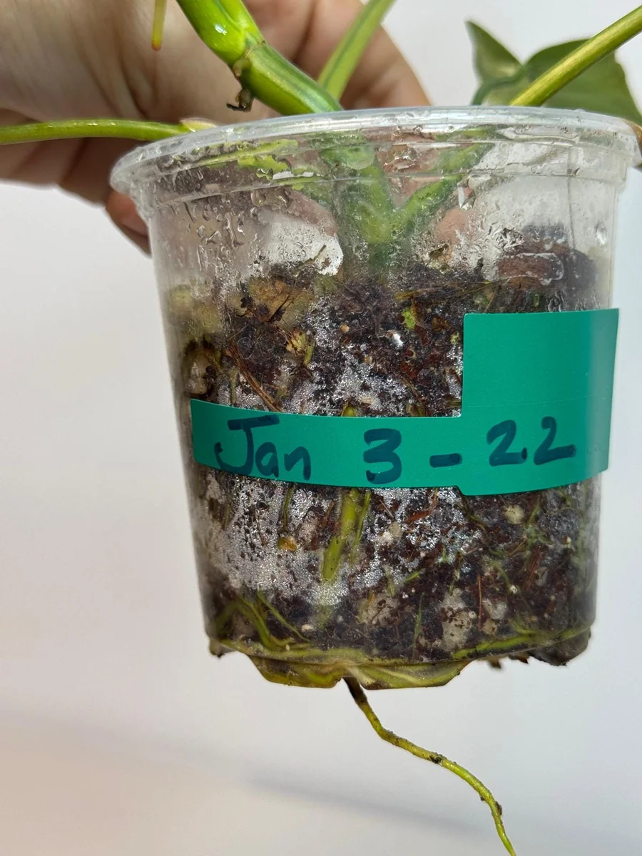 Philodendron Florida Beauty x Paraiso Verde Live Plant – Rare Variegated Indoor Plant - Image 5