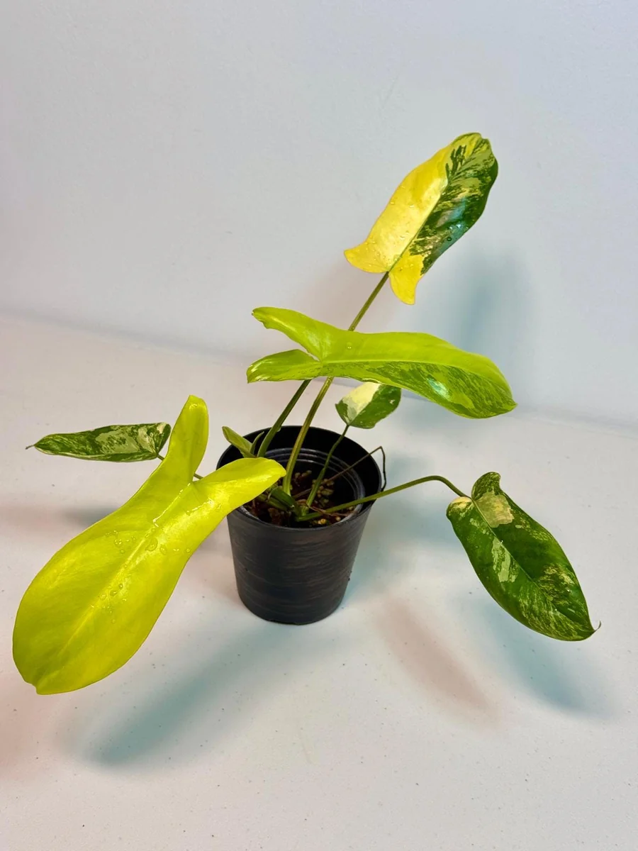 Philodendron Florida Beauty x Paraiso Verde Live Plant – Rare Variegated Indoor Plant - Image 1