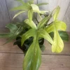 Philodendron Florida Ghost Mint Variegated Live Plant - 6 inch Pot - Indoor - Image 1