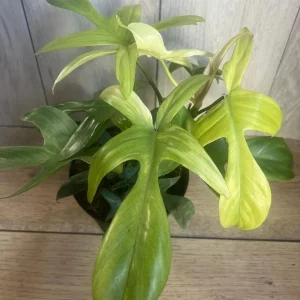 Philodendron Florida Ghost Mint Variegated Live Plant - 6 inch Pot - Indoor - Image 8