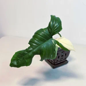 Philodendron Golden Dragon Variegated Live Plant - Rare Indoor Aroid - Image 1