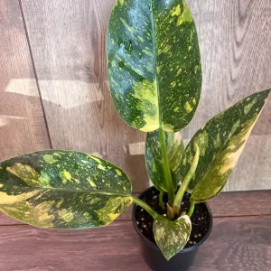 Philodendron Green Congo Nuclear Variegated Live Plant – 4 inch Pot – Indoor Tropical - Image 2