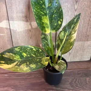 Philodendron Green Congo Nuclear Variegated Live Plant – 4 inch Pot – Indoor Tropical - Image 1