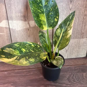 Philodendron Green Congo Nuclear Variegated Live Plant – 4 inch Pot – Indoor Tropical - Image 4