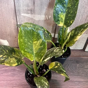 Philodendron Green Congo Nuclear Variegated Live Plant – 4 inch Pot – Indoor Tropical - Image 7