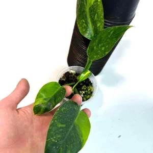 Philodendron Green Congo Variegated Live Plant - Rare Indoor Houseplant - Image 2