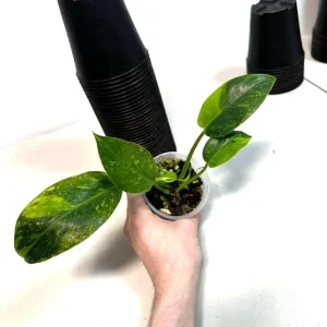 Philodendron Green Congo Variegated Live Plant - Rare Indoor Houseplant - Image 3