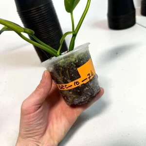 Philodendron Green Congo Variegated Live Plant - Rare Indoor Houseplant - Image 6