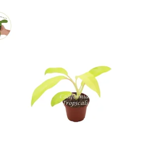 Philodendron Lemon Lime Live Plant – 2.5 inch Pot – Indoor Houseplant - Image 1