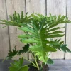 Philodendron Lickety Split Live Plant - 6 inch Pot - Potted Houseplant - Image 1