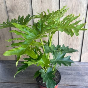 Philodendron Lickety Split Live Plant - 6 inch Pot - Potted Houseplant - Image 3