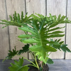 Philodendron Lickety Split Live Plant - 6 inch Pot - Potted Houseplant - Image 1