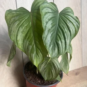 Philodendron Mamei Live Plant - Silver Cloud Aroid, 4-6 inch Pot, Indoor - Image 10