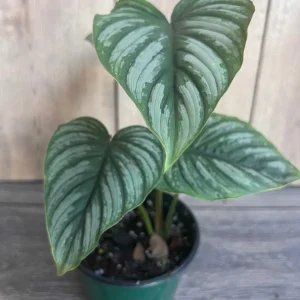 Philodendron Mamei Live Plant - Silver Cloud Aroid, 4-6 inch Pot, Indoor - Image 2