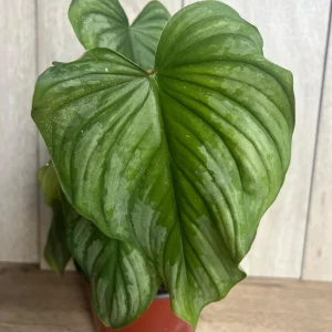 Philodendron Mamei Live Plant - Silver Cloud Aroid, 4-6 inch Pot, Indoor - Image 6