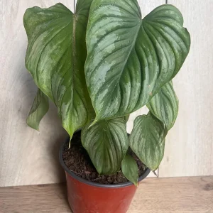 Philodendron Mamei Live Plant - Silver Cloud Aroid, 4-6 inch Pot, Indoor - Image 9