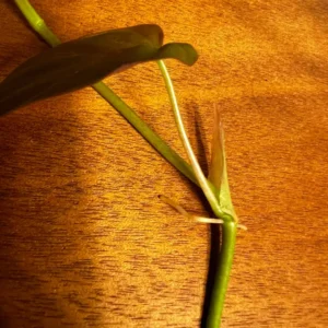 Philodendron Micans Cuttings - 3 Live Houseplant Cuttings, Vining, Indoor - Image 3