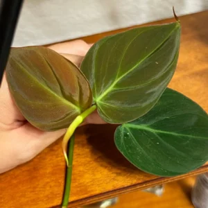 Philodendron Micans Cuttings - 3 Live Houseplant Cuttings, Vining, Indoor - Image 1