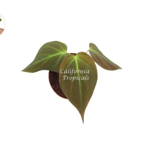 Philodendron Micans Live Plant – 2 inch Pot – Trailing Houseplant - Image 2