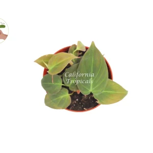 Philodendron Micans Live Plant – 4 inch Potted Houseplant – Indoor Plant - Image 2