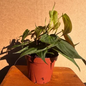 Philodendron Micans Live Plant - 4 inch Potted Houseplant - Velvet Trailing Foliage - Image 2