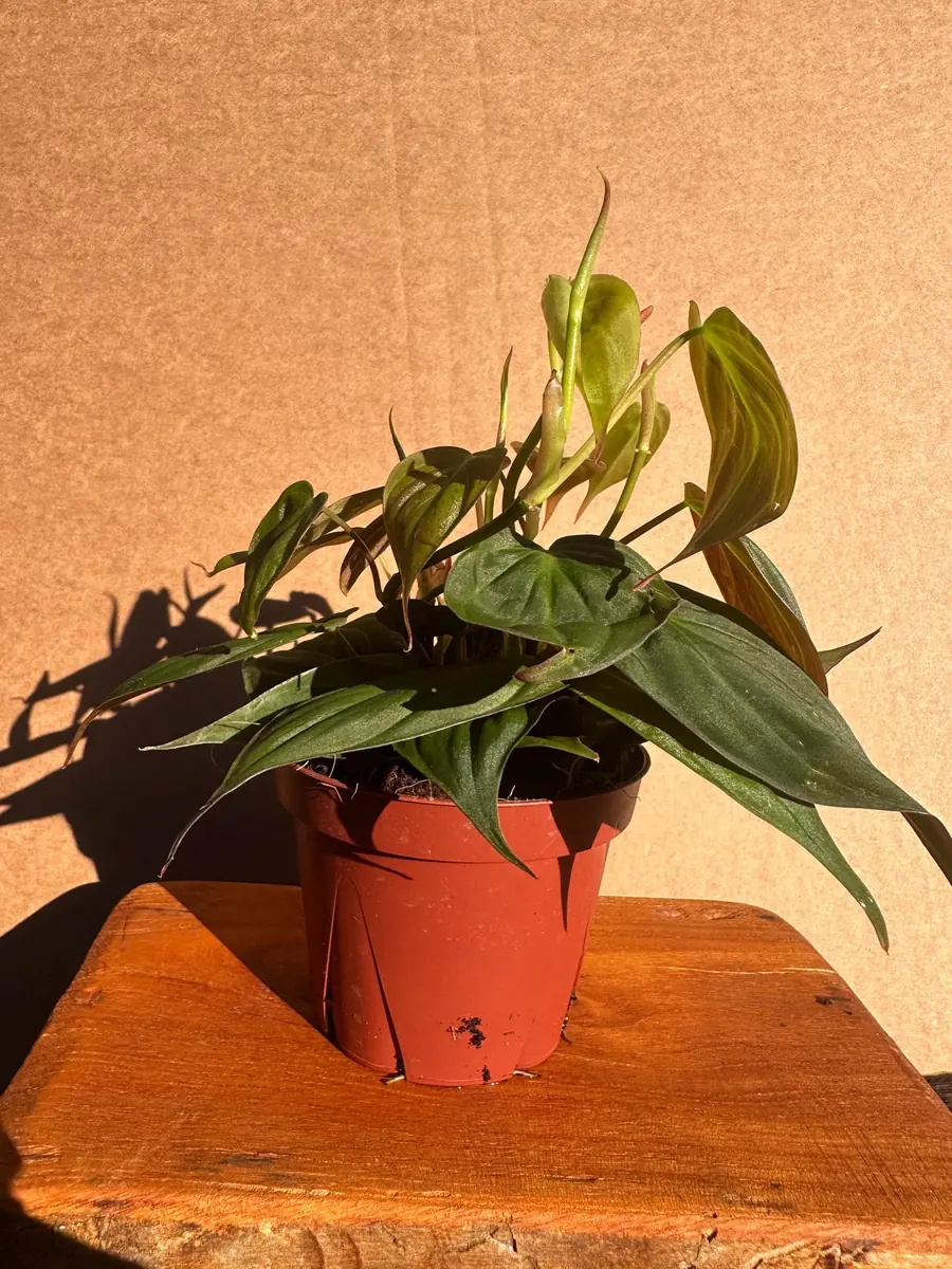 Philodendron Micans Live Plant - 4 inch Potted Houseplant - Velvet Trailing Foliage - Image 2