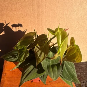 Philodendron Micans Live Plant - 4 inch Potted Houseplant - Velvet Trailing Foliage - Image 3