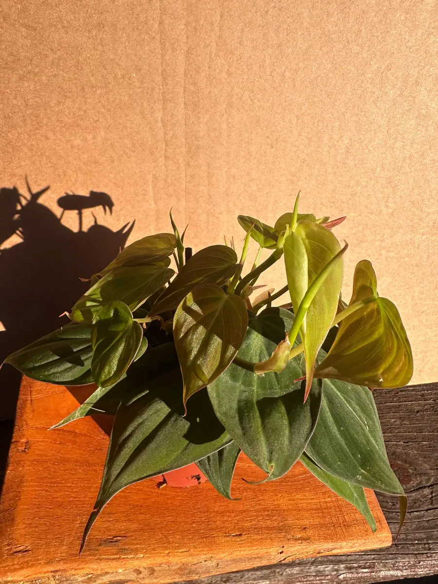 Philodendron Micans Live Plant - 4 inch Potted Houseplant - Velvet Trailing Foliage - Image 3